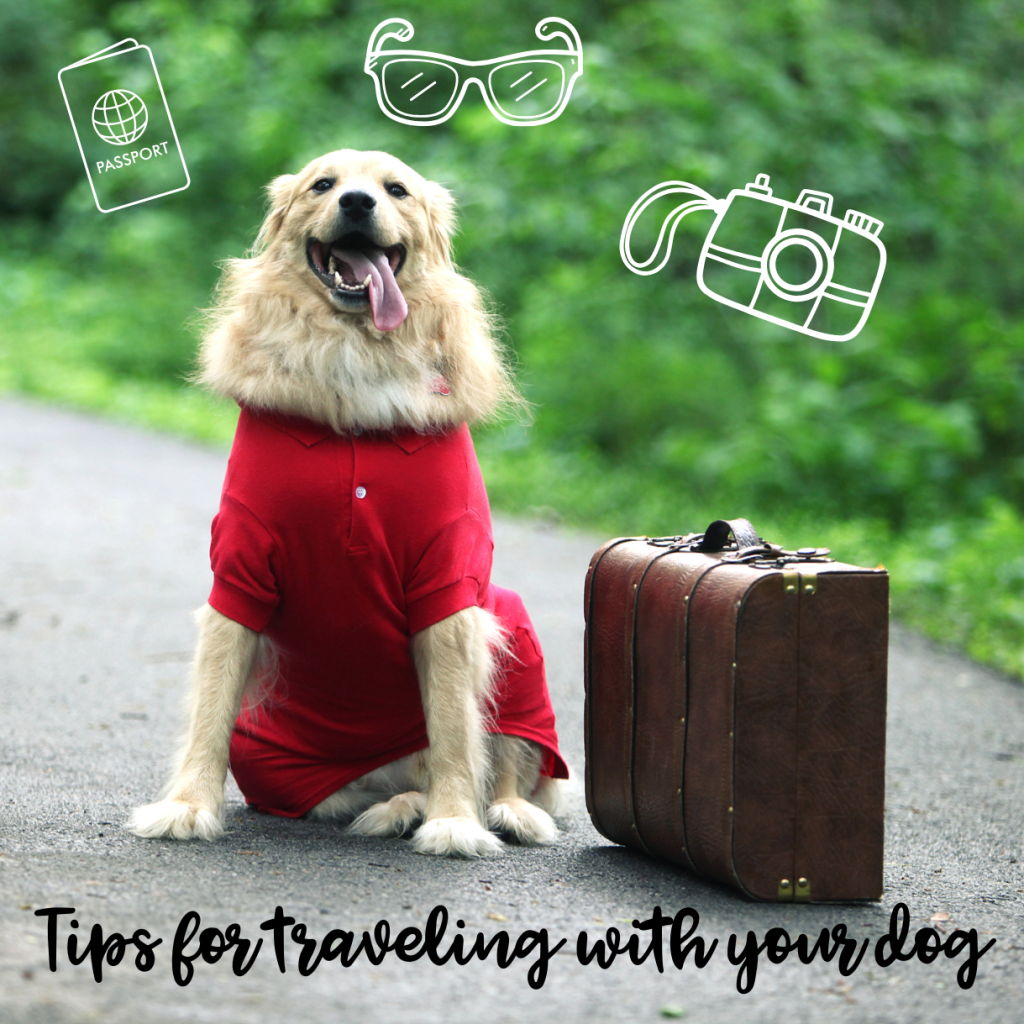 The Best Road Trip Tips When Traveling With Your Dog