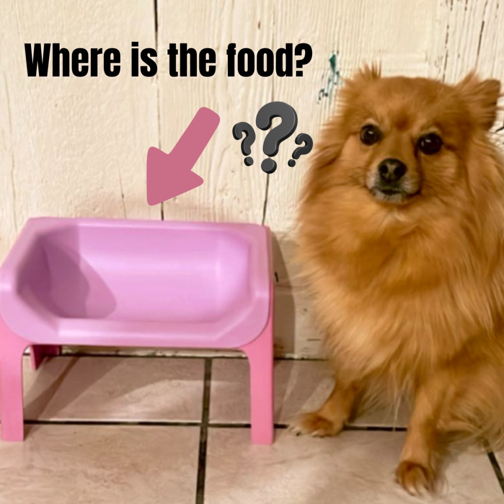 Best Food Bowls for Cats and Dogs That Are Elevated