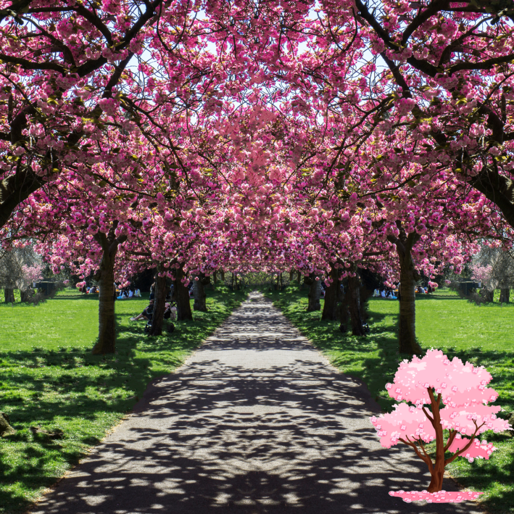 cherry blossom trees