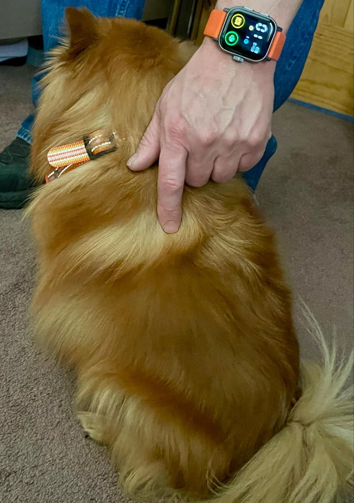 Training Your Dog with an E Collar With The Jugbow Watch & Collar