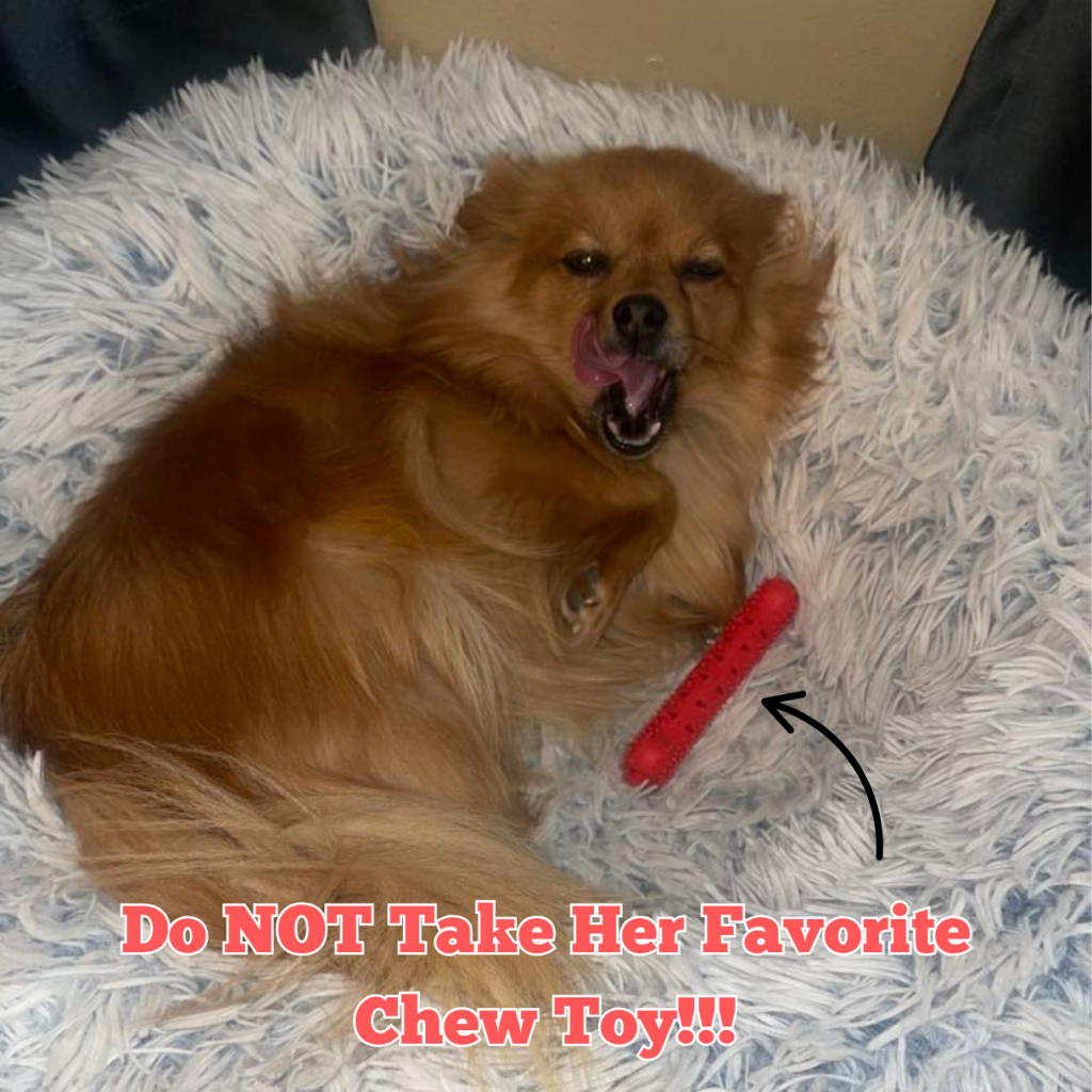 Best Natural Chew Toys For Dogs (& Cats Too)