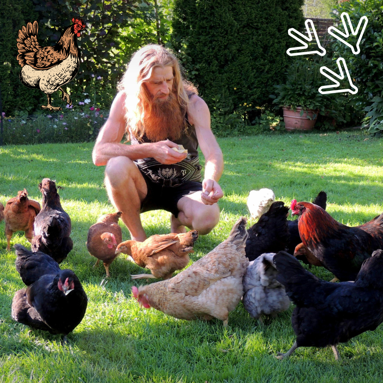 Top 5 Benefits of Chicken Tunnels for Your Backyard Coop