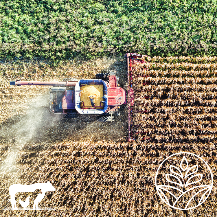 How The Farmers Market Can Reduce Your Carbon Footprint