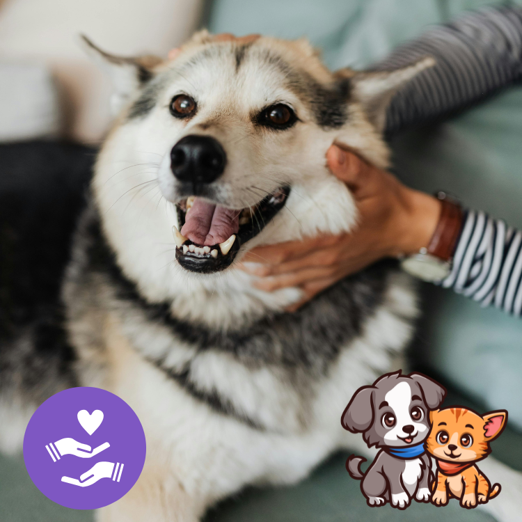 Chicago Apartment Pets Thrive With These Simple Daily Routines