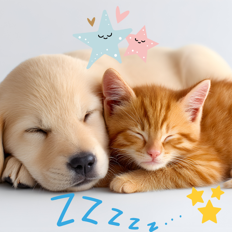 Chicago Apartment Pets Thrive With These Simple Daily Routines