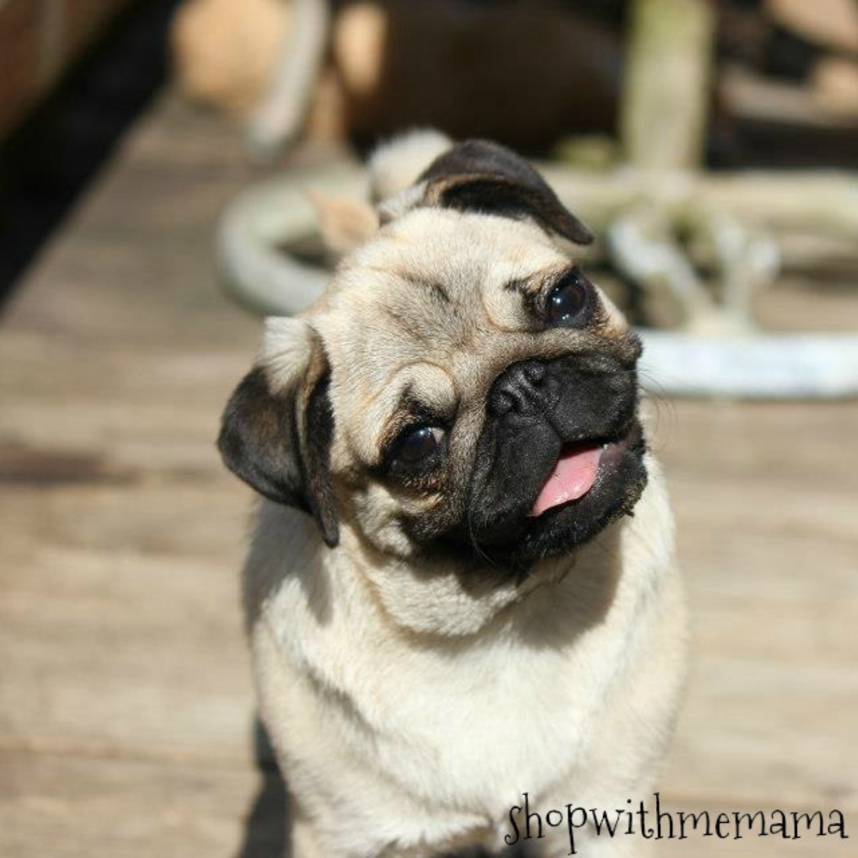 Signs Your Dog Has Arthritis And What To Do Now