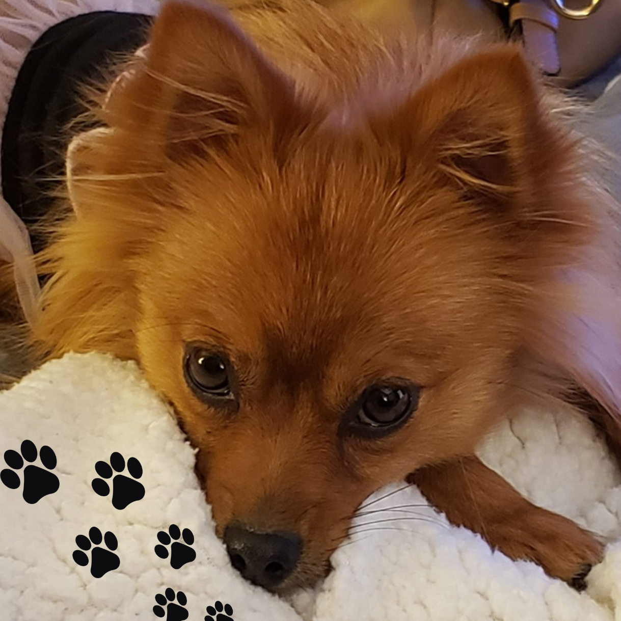 Signs Your Dog Has Arthritis And What To Do Now