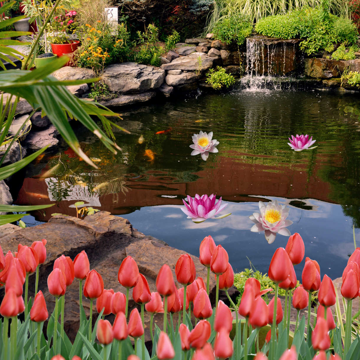 The Best Filter Plants For Pond And Solar Pond Kit
