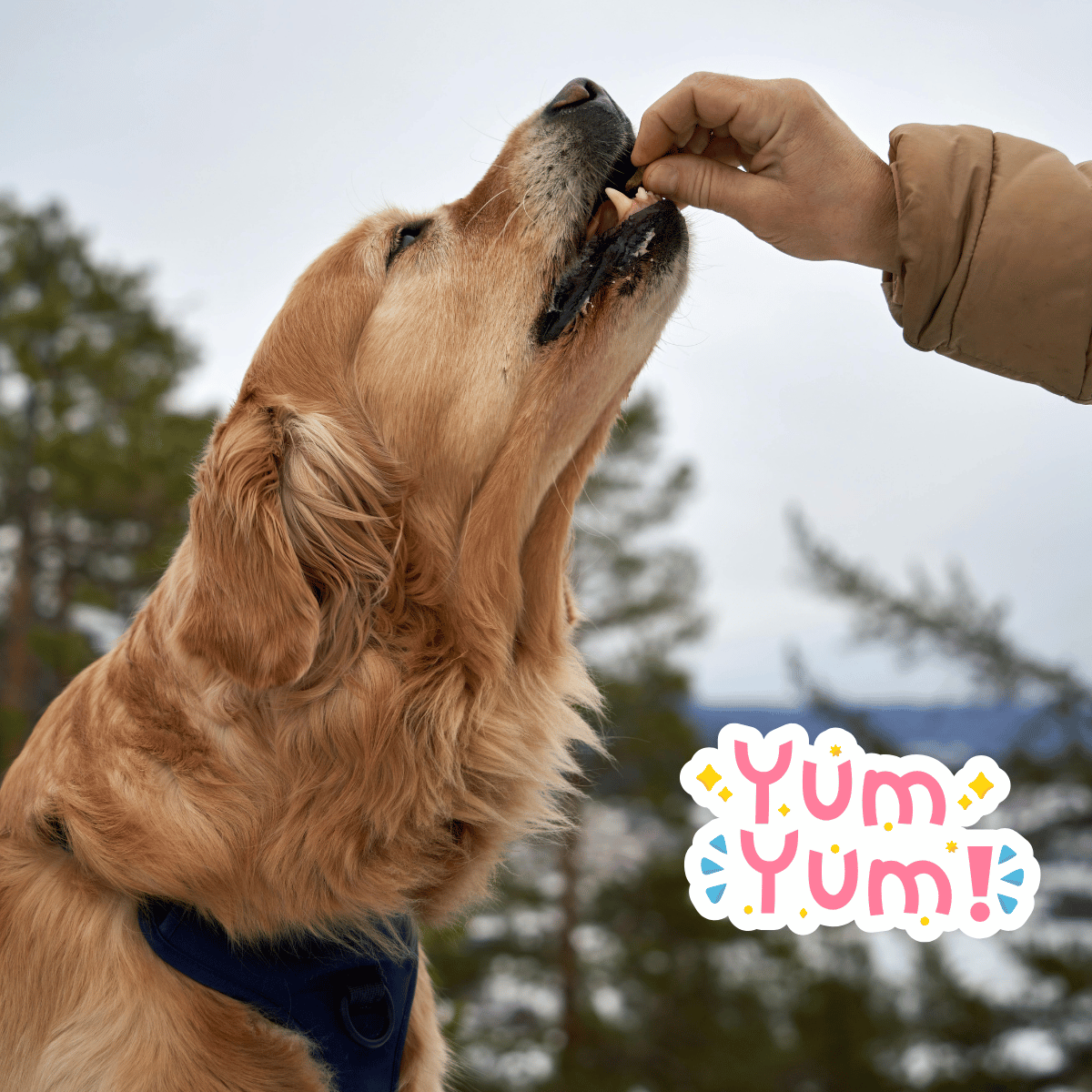 Why More Pet Parents Are Choosing Freeze-Dried Dog Treats